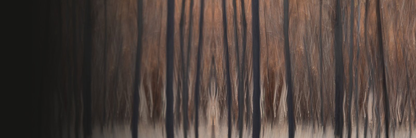 Fire & Ash No.2, a burnt forest in rust and black, softened by upward camera movement