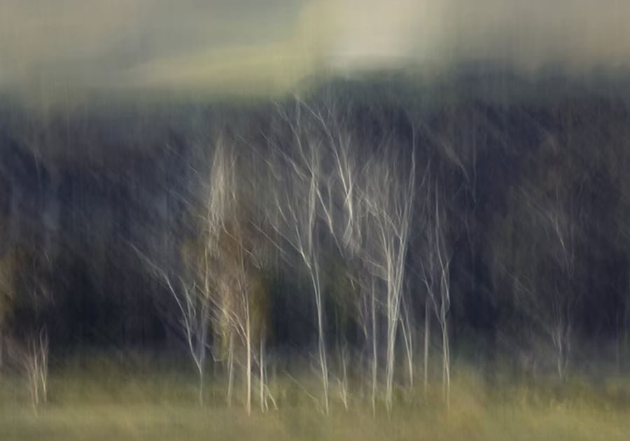 Creation, bare trees in soft light in the Hemel-en-Aarde Valley, by Martin Osner