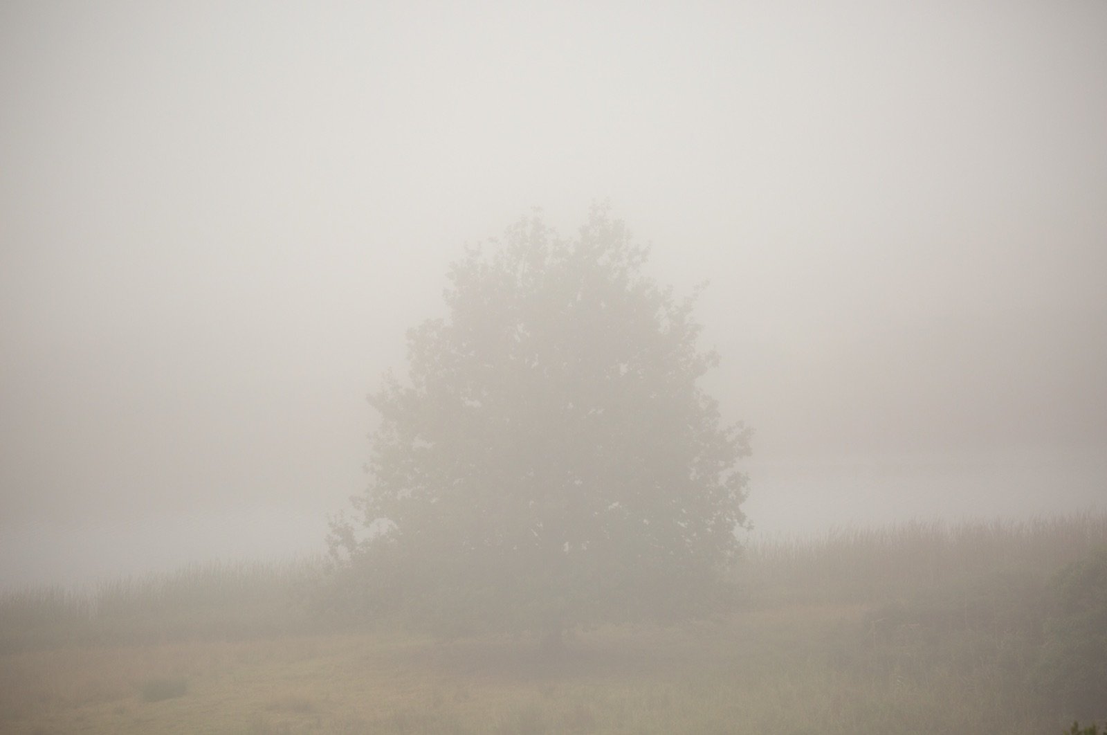 The lone tree near Swellendam almost hidden in thick white mist at dawn, May 2015